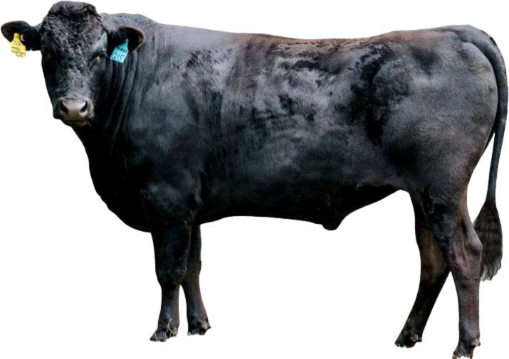bullfrontpage