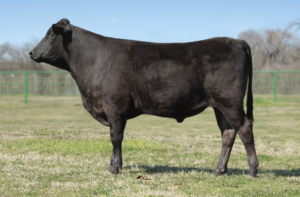 LRXF22T157K LRX-TX MR MARBLE JNR T157K